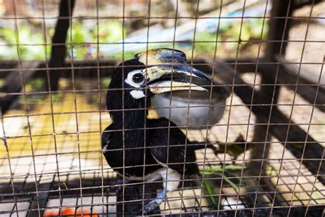 Out of the wild: Myanmar’s controversial plan to harvest endangered ...