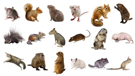 Different Types of Rodents | All You Need To Know!