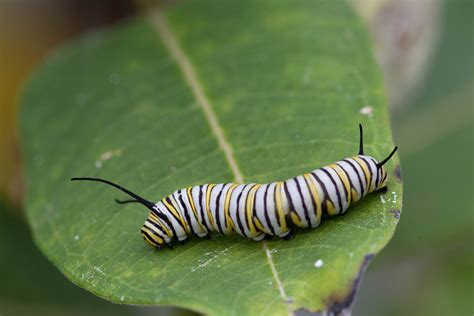 Free picture: butterfly, larvae, metamorphose, colorfull, insect