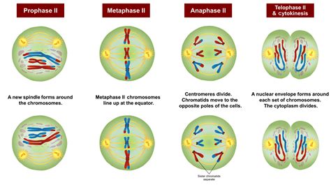 Meiosis Phases Diagram