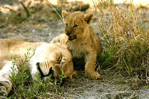 Lion Cub Eating Mother's Ear, Bw - NormLvisions