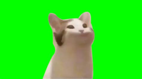 Cat Bop Greenscreen - YouTube