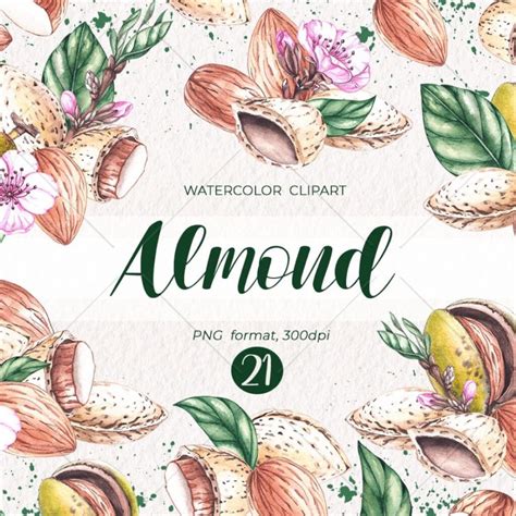 Watercolor Almond Watercolor Clipart PNG – MasterBundles