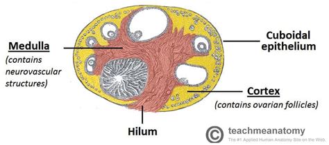 Parts Of Ovary Of Female