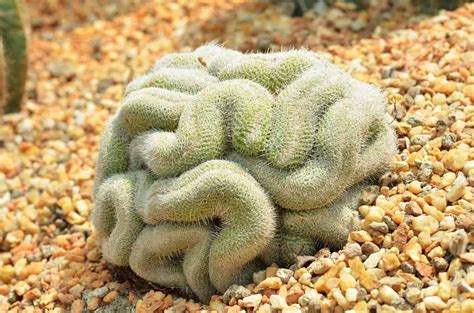 Brain Cactus - Varieties, How to Propagate and More - AZ Animals