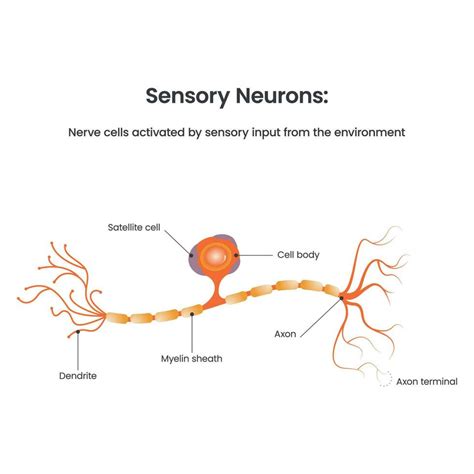 Sensory Neuron Diagram biology educational vector illustration 17733522 ...