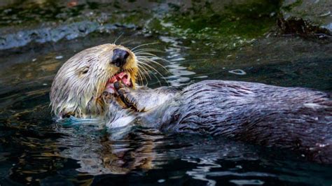 Sea Otter Feeding stock photo. Image of lutrinae, mammals - 65353076