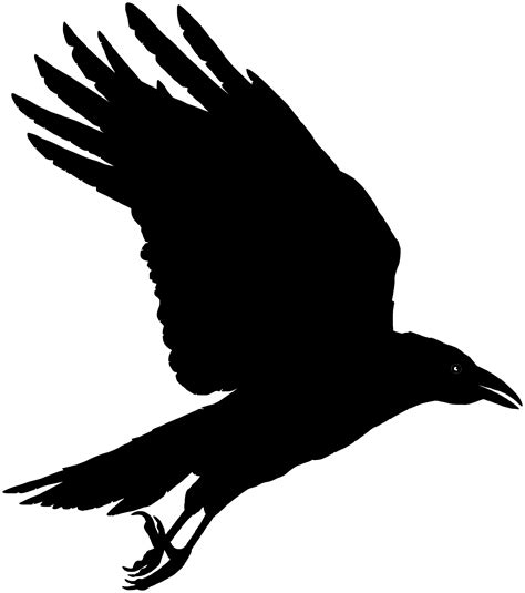 Crow silhouette, Raven art, Crow