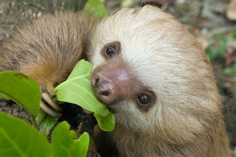 What Do Sloths Eat? Sloth Diet, Food, and Digestion - SloCo