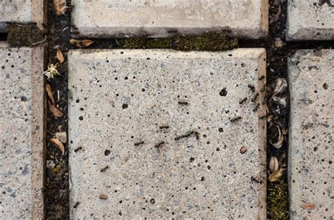 Ant Removal in Toronto: Is Your Home An Invitation to Pavement Ants?