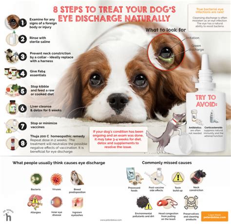 Dog Eye Infection: Home Remedy & Identification of Eye Discharge - Petsynse