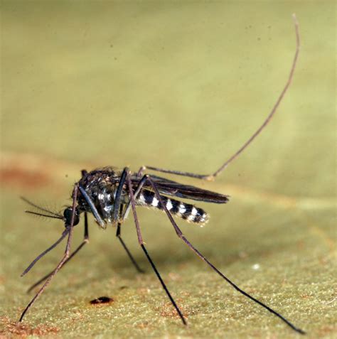 Mosquito May Play Key Role in Transmitting Eastern Equine Encephalitis ...