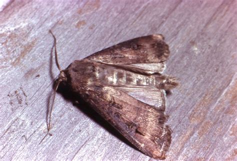 Bogong Moth - The Australian Museum