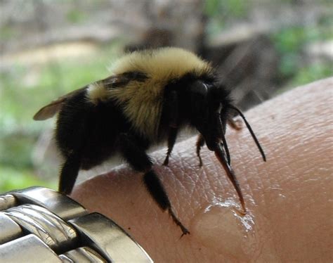 The Bee Journal: The Humble Bumblebee