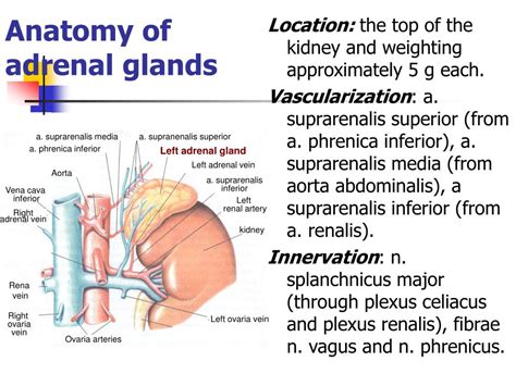 Adrenal Gland Anatomy Ct