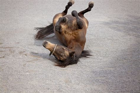 Colic in Horses | Types, Signs, & Treatment | Imran Vet Blog (IVB)