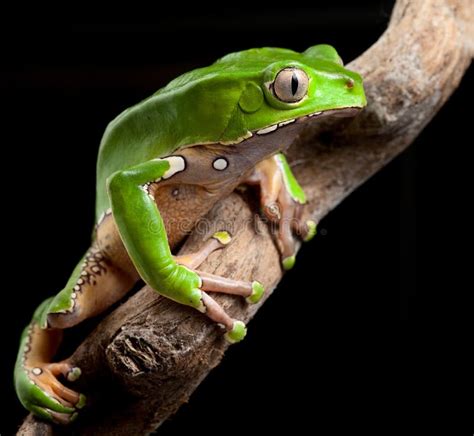 Green Tree Frog at Night in Amazon Rain Forest Stock Photo - Image of ...