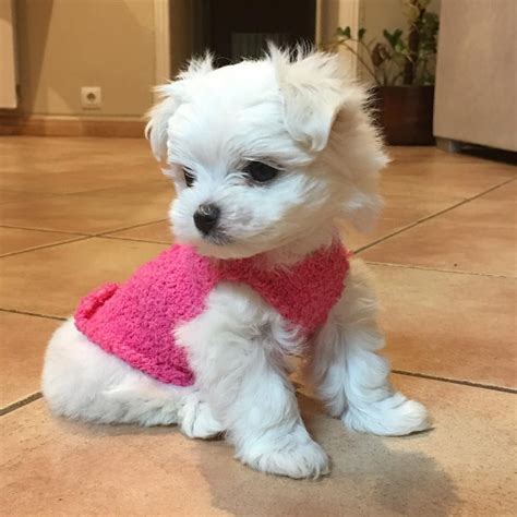 Bichon Maltes Toy #maltese | Maltipoo puppy, Maltese puppy, Cute baby ...