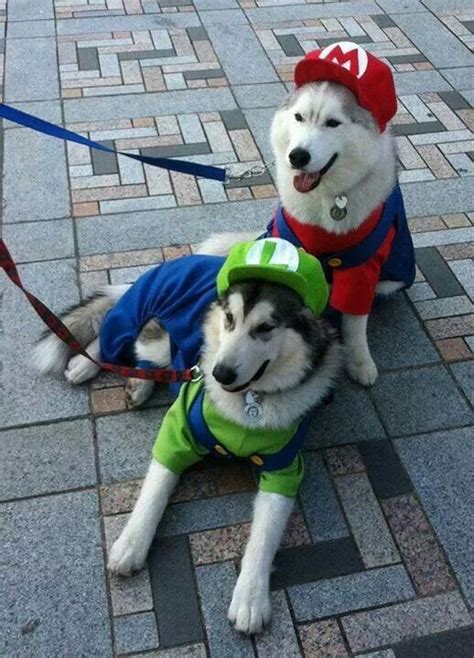 17 Best images about cool dog costumes on Pinterest | Best dogs, Dog ...