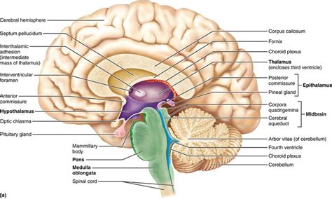 12.3 The diencephalon includes the thalamus, hypothalamus, and ...