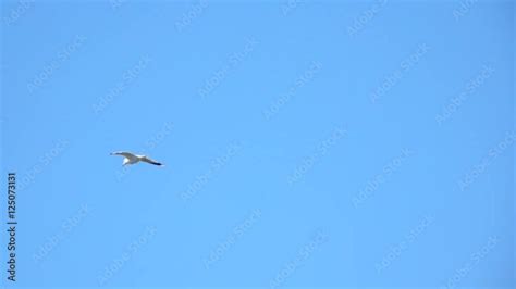 One bird flying in blue sky. Nature background with wildlife. Stock ...