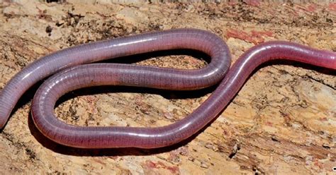 Sciency Thoughts: A new species of Caecilian from Brazil.