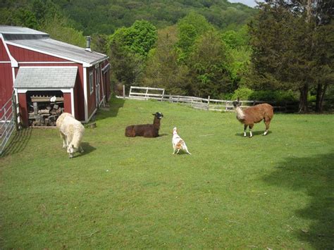 The Little Llama Farm Gets New Life | Newtown, CT Patch