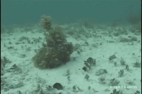 Octopuses GIFs - Find & Share on GIPHY