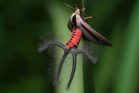 This Creepy Creature Is Terrorizing The Internet- Can You Guess What It Is?