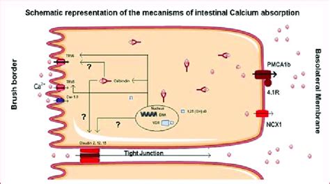 Schematic representation of the mechanisms of intestinal Calcium ...