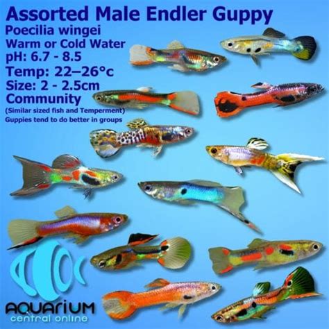 Aquarium Central -Guppies Endler - Endler Guppy Assorted (Poecilia ...