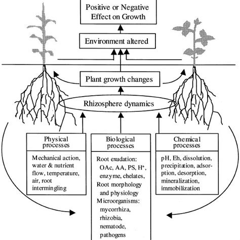 The effects of monocropping and different intercropping treatments on ...