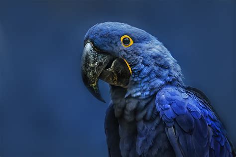 Blue Parrot 1000x666 | High Quality Images