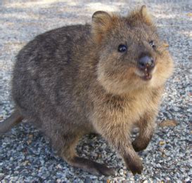 Quokka Habitat/Appearance - Quokkas