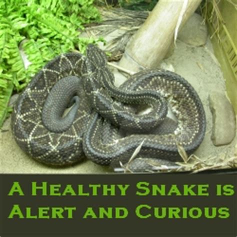 Tips for pet snake care