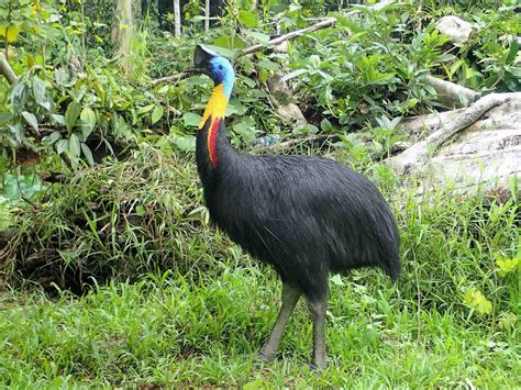 Southern Cassowary - Cebu Safari and Adventure Park