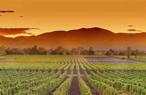 Summer in Napa Valley: Weather and Event Guide