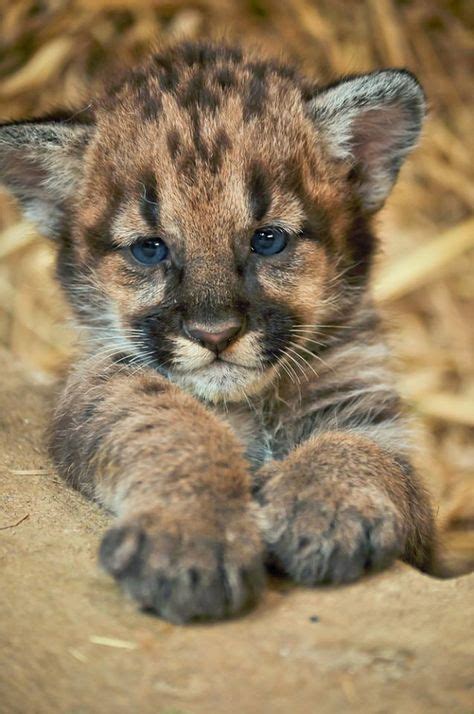 Baby puma | Cute wild animals, Baby wild animals, Cute baby animals