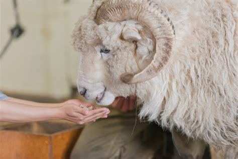 A True experience of New Zealand sheep shearing at The Point