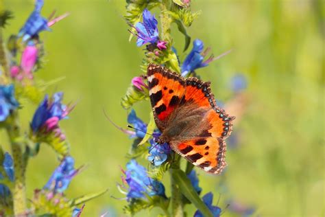 Butterfly Pollination Purple - Free photo on Pixabay