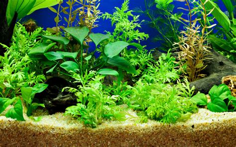 Can You Use Sand Substrate in a Planted Tank? - AquariumNexus