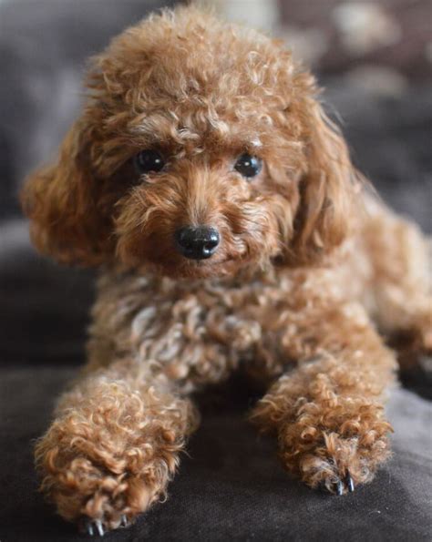 Teacup Poodle Facts, Size, Price, Colors, Breeders & More - Marvelous Dogs