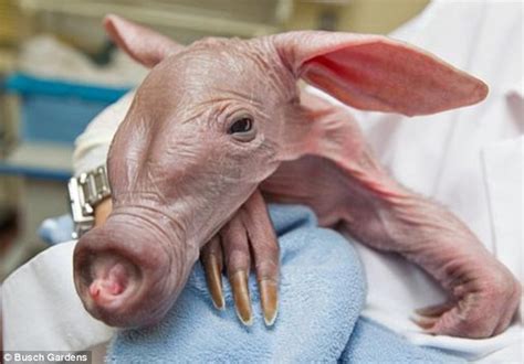 Precious pictures of newborn aardvark that became the latest addition ...