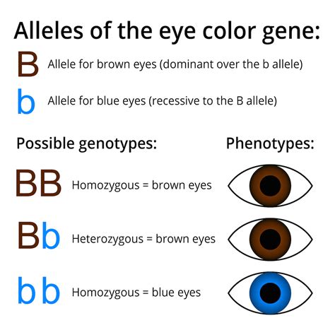 Population Genetics | Biology | Visionlearning