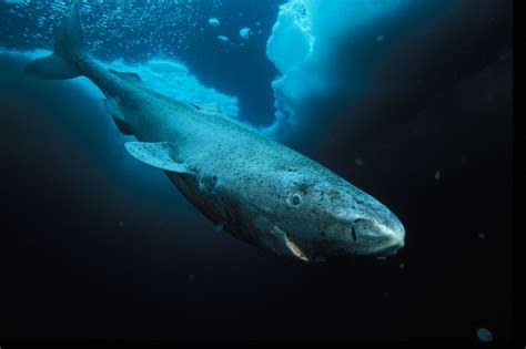 Greenland Shark – "OCEAN TREASURES" Memorial Library