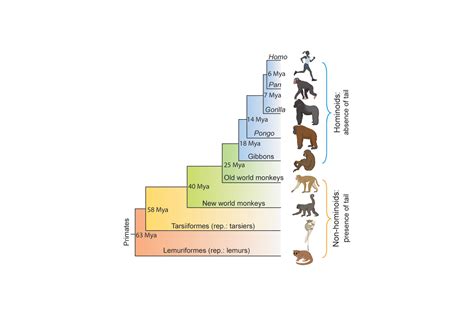 Non Human Primate Species