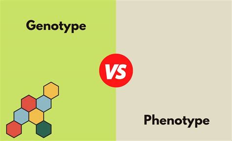 Genotype vs. Phenotype - What's The Difference (With Table)