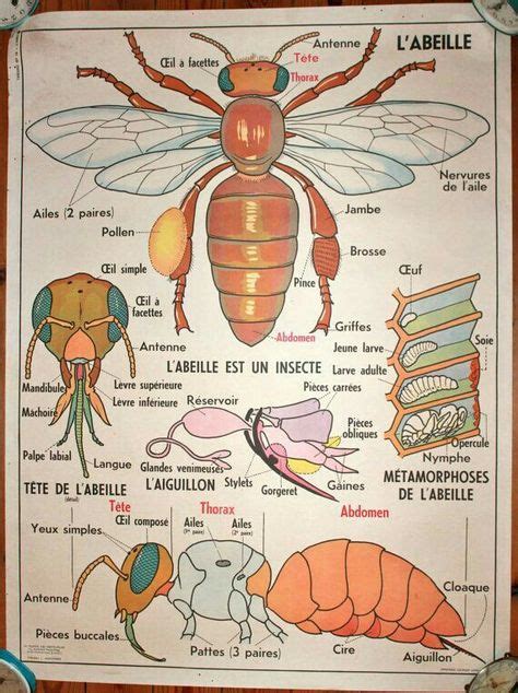 Les 20 meilleures images de Abeilles | Abeille, Apiculture et Thème abeille