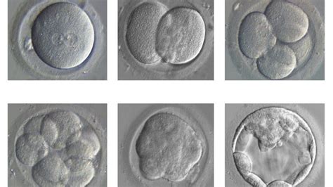 Embryo study shows 'life's first steps' - BBC News