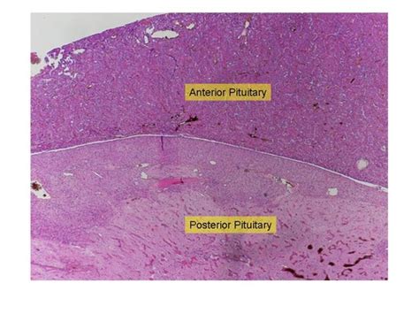 Hypothalamus And Pituitary Gland Histology